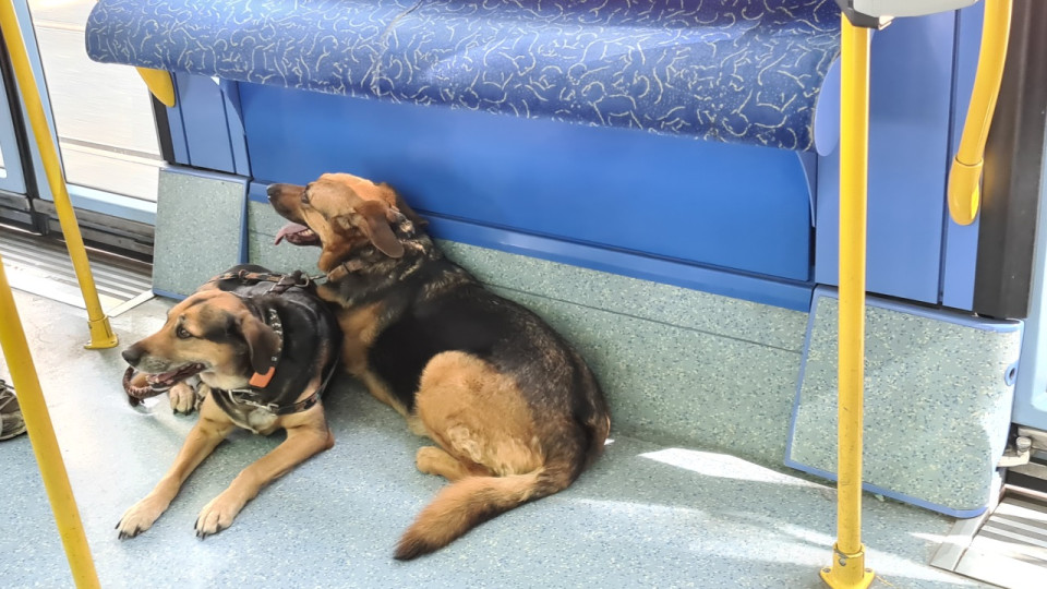 Villeurbanne : le SDF arr&ecirc;t&eacute; par la police apr&egrave;s avoir battu son chien