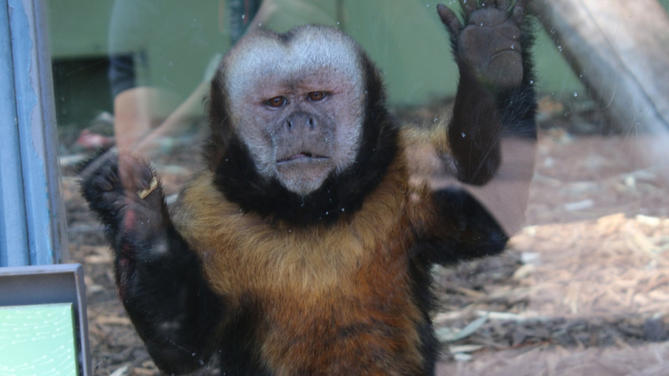 Lyon : une pétition pour la fermeture du zoo du parc de la Tête d'Or