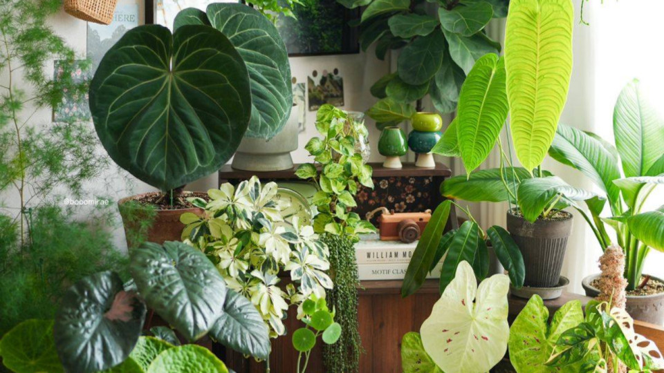 Lyon : plus de 150 variétés de plantes à découvrir à l'occasion d'une grande vente