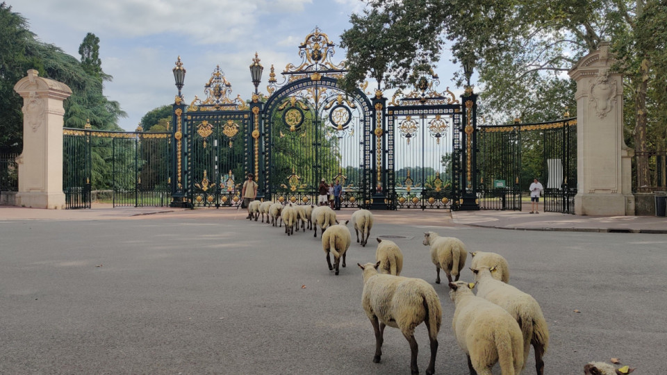 Des moutons dans les rues de Lyon : nouvelle transhumance ce mercredi