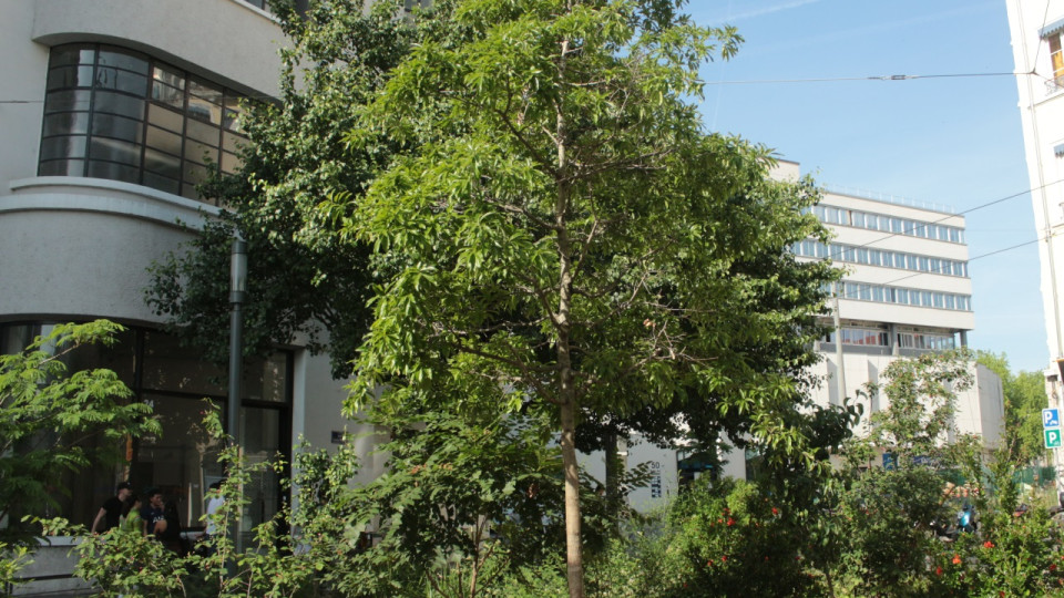 Plus de 190 copropriétés aidées par la Métropole de Lyon pour végétaliser leurs espaces privés