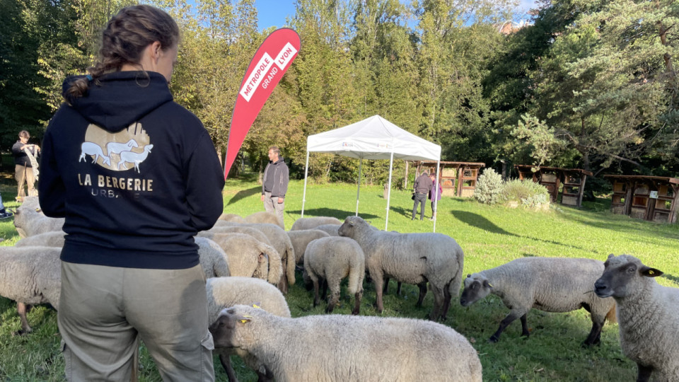 Lyon : la transhumance urbaine, une rencontre entre citadins et nature