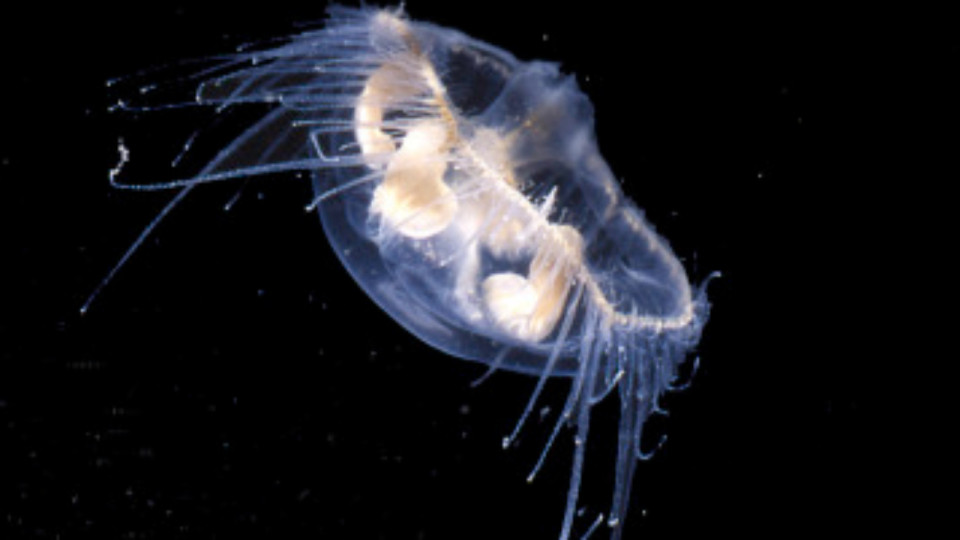 Une méduse d'eau douce réapparaît dans les bassins du Parc de la Tête d'Or à Lyon