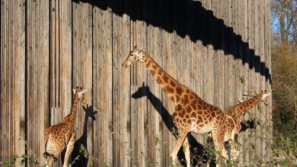 Une manifestation pour la fermeture du zoo de Lyon ce samedi