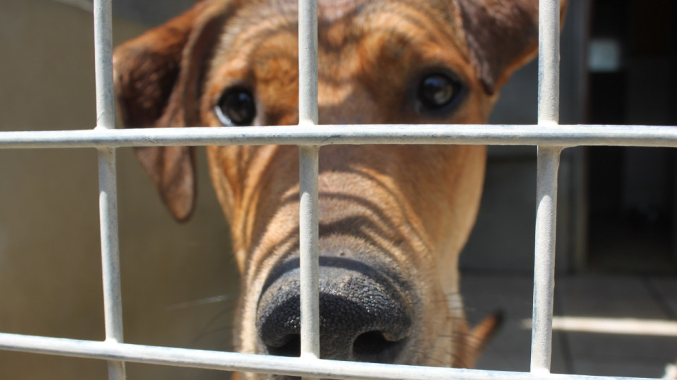La SPA de Lyon alerte pour les fêtes : "Non à l'animal cadeau"