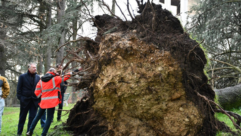 Plus de 300 arbres déracinés lors de la tempête Bert : le parc de Parilly va connaître un chantier de plantations massif