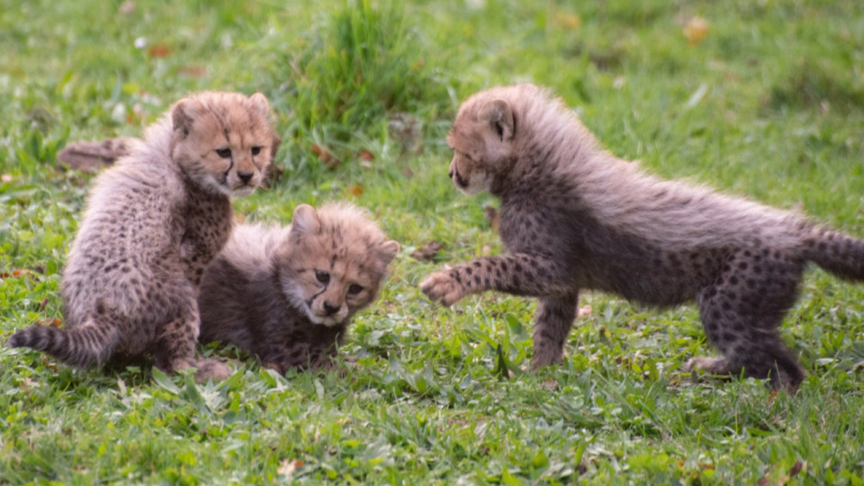 Près de Lyon : le Safari de Peaugres annonce la naissance exceptionnelle de plusieurs petits guépards