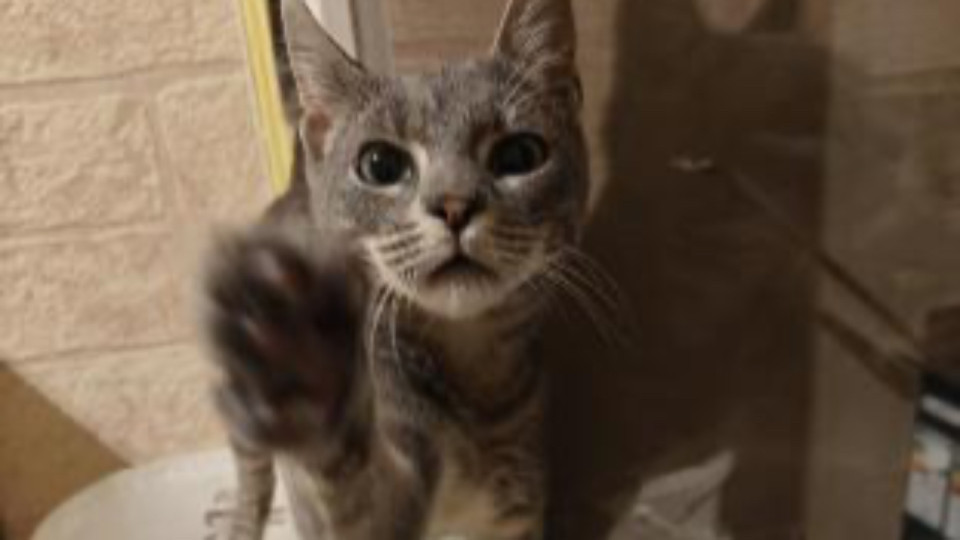 Lyon : disparition de Yoko, un jeune chat perdu à la gare Part-Dieu