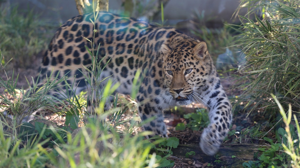 Zoo de Lyon : les panthères de l'Amour séparées pour cause d'incompatibilité d'humeur ?