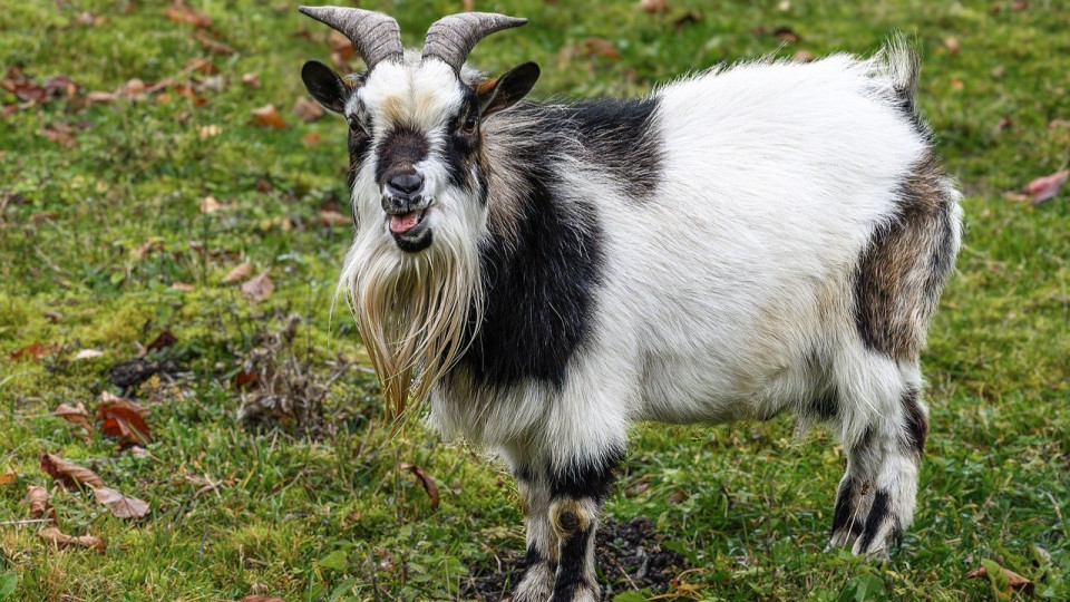 Lyon : un homme maltraite un petit bouc ligoté dans un sac près de la gare Part-Dieu