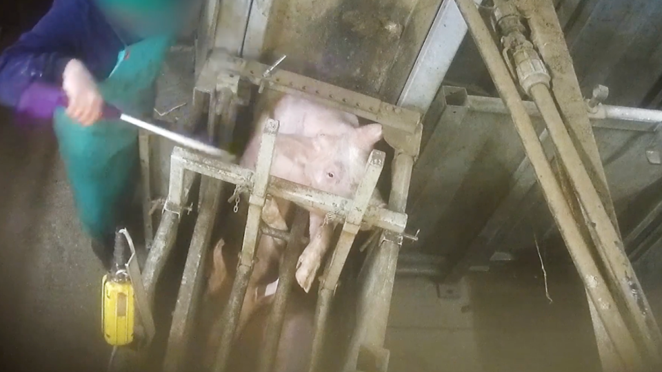 Découpes d’animaux vivants,  installations défaillantes :  L214 dénonce un abattoir près de Lyon