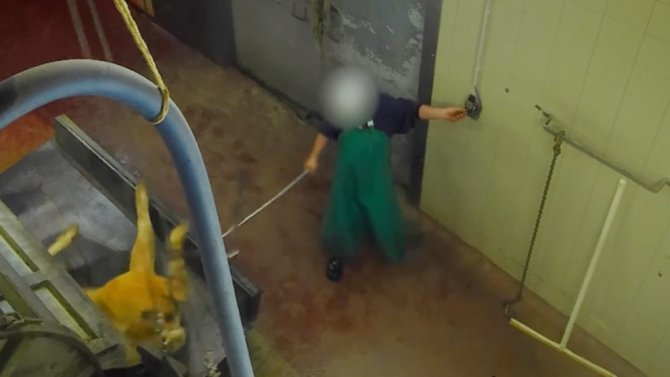 Abattoir Rhône Ouest : la préfecture ordonne des corrections sous 72 heures