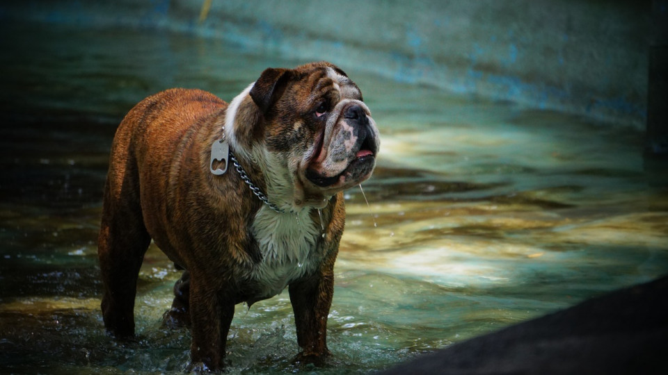 "Une ville pour les animaux" : Lyon sur le podium du classement de L214