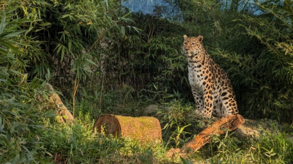 Lyon : une panthère de l’Amour du parc de la Tête d’or envoyée dans un autre zoo