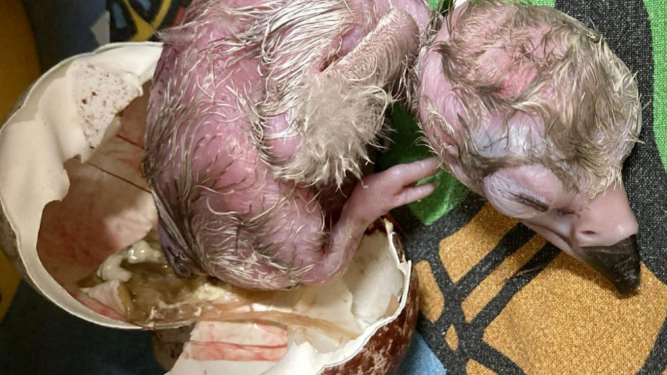 Encore un succès pour le centre de reproduction du programme Barnabé : un vautour moine voit le jour au Parc des Oiseaux