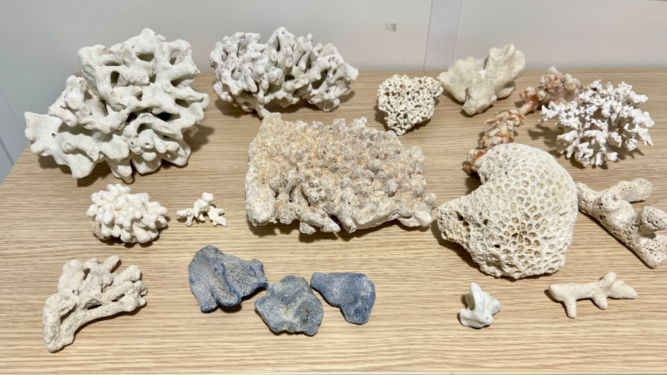 Lyon : les touristes revenaient de Bali avec 3 kilos de coraux dans leurs bagages, les douanes de Saint-Exupéry intraitables