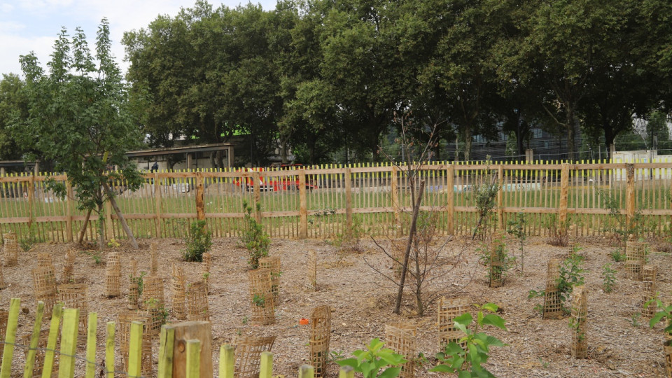 La Métropole de Lyon veut faire appel à l'intelligence artificielle… pour planter des arbres