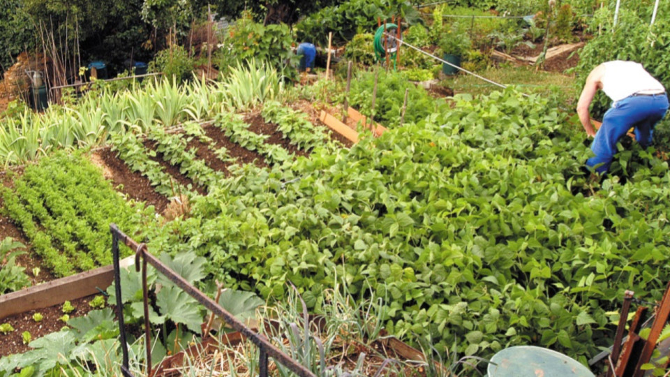 Pollution aux PFAS : Arkema ferme définitivement ses jardins ouvriers à Pierre-Bénite