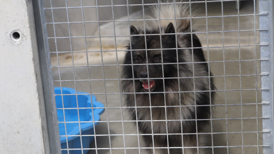 Près de Lyon : condamnée pour avoir laissé son chien mourir de faim pendant ses vacances