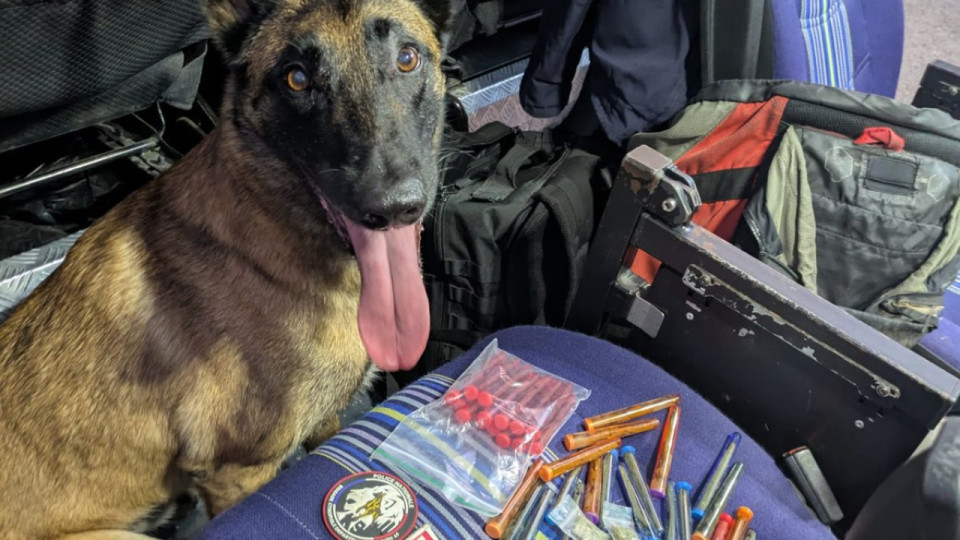 Lyon : un chien policier déployé à la Guillotière, du cannabis découvert