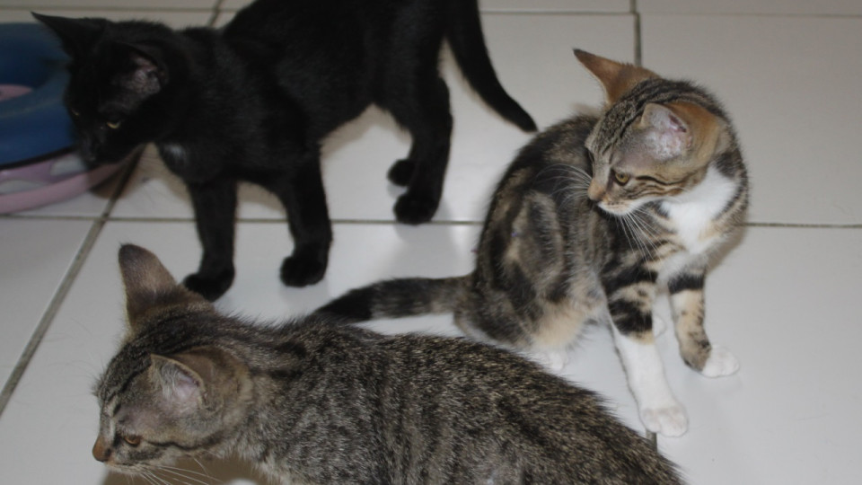 Une famille de Lyonnais accusée par un corbeau de tuer des chats dans le Vaucluse