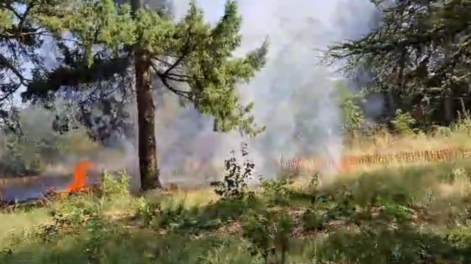 Villeurbanne : un incendie se déclare dans un parc, une enquête ouverte pour identifier son origine