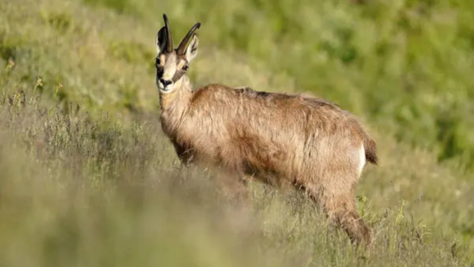 Lyon : le chamois du parc de la Tête d'Or est en cavale en ville