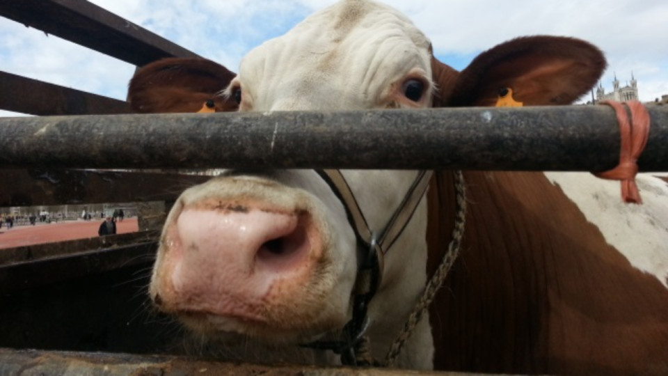 La dermatose nodulaire arrive dans l'Ain : un troupeau doit être abattu