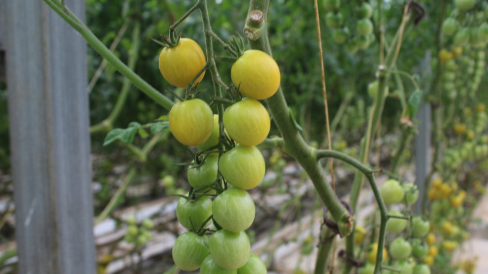 Près de Lyon : la première ferme métropolitaine installée à Chassieu, elle va nourrir 38 cantines de collèges