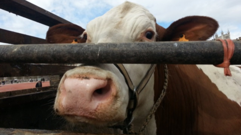 Découverte d’un foyer de dermatose nodulaire dans le Rhône : la Région débloque une aide d’urgence