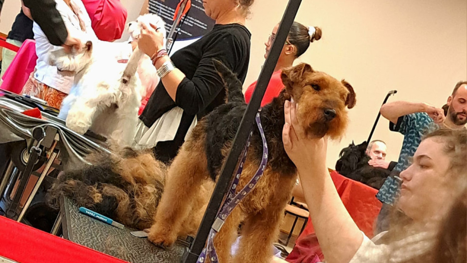 Le championnat national de toilettage attire un record de participants