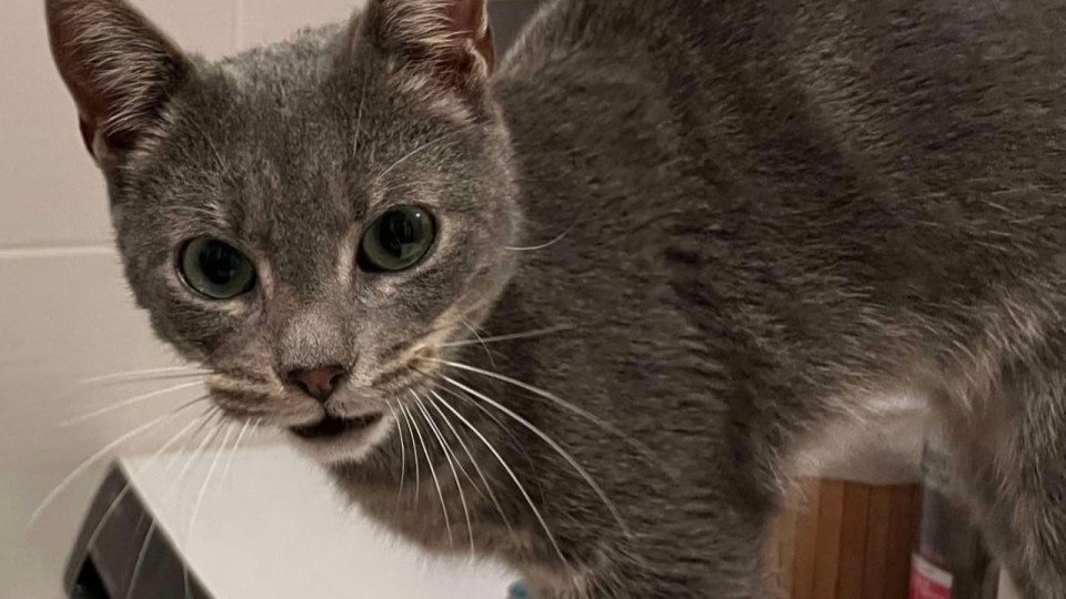 Un chat disparaît à Lyon fin 2024 : Yoko réapparait dans la Loire !