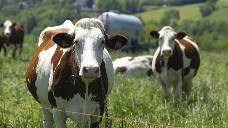 Levée de la zone de protection contre la dermatose nodulaire contagieuse dans l’Ain