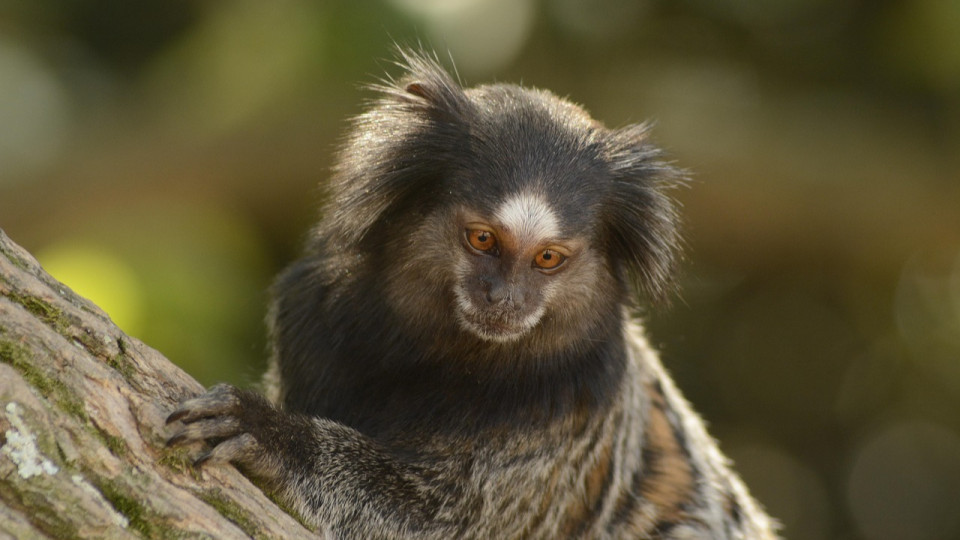 Vol de ouistitis dans le Bas-Rhin : un suspect interpellé en région lyonnaise