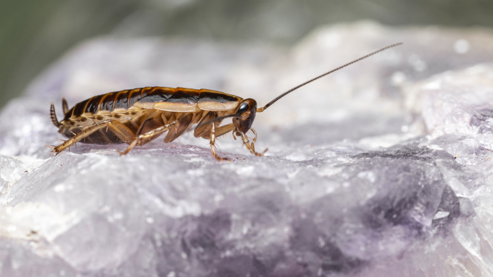 Des blattes vivantes et mortes découvertes : cette pâtisserie de Saint-Fons fermée par la préfecture