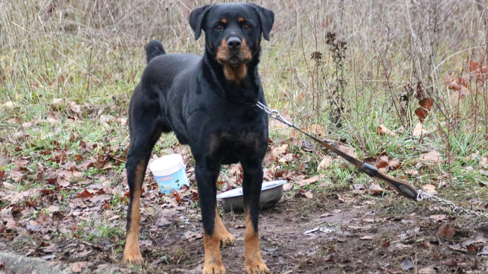 Lyon : un chien mord six personnes &agrave; Perrache avant de se volatiliser