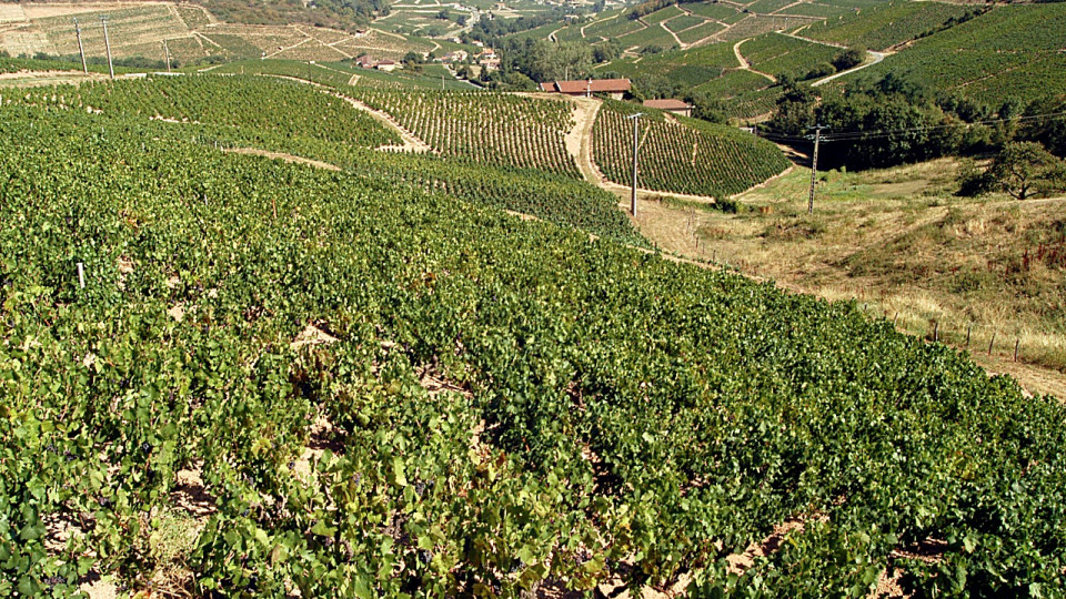 A 130km/h dans les vignes, le chauffard ivre r&eacute;chappe de peu &agrave; un grave accident