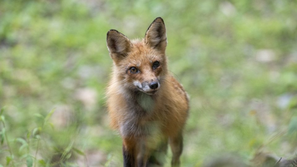 Ain : une automobiliste tente d'&eacute;viter un renard et fait une terrible sortie de route