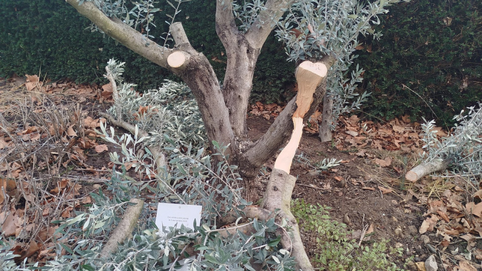 "La haine ne fera jamais taire la m&eacute;moire" : l&rsquo;olivier plant&eacute; en m&eacute;moire d&rsquo;Ilan Halimi &agrave; Saint-Genis-Laval a &eacute;t&eacute; sci&eacute;