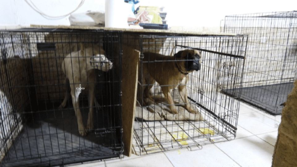 Des animaux import&eacute;s et mutil&eacute;s : une &eacute;leveuse du Rh&ocirc;ne interpell&eacute;e pour trafic international de chien