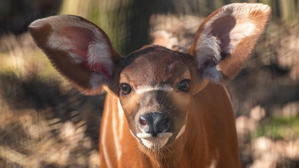 Esp&egrave;ce en danger critique : pourquoi la double naissance de bongos &agrave; Peaugres est un &eacute;v&eacute;nement majeur