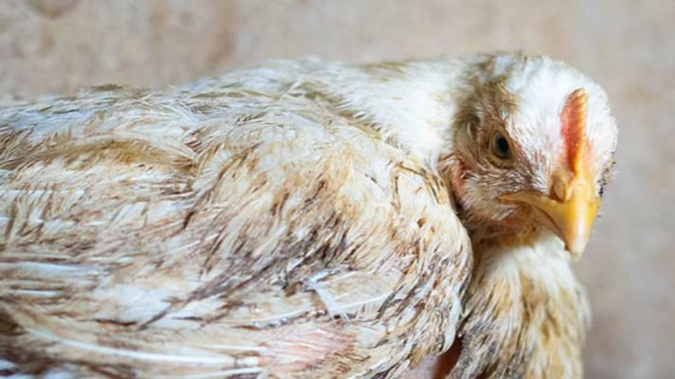 L214 cible Restalliance &agrave; Lyon : une manifestation pr&eacute;vue pour les &ldquo;poulets de chair&rdquo;