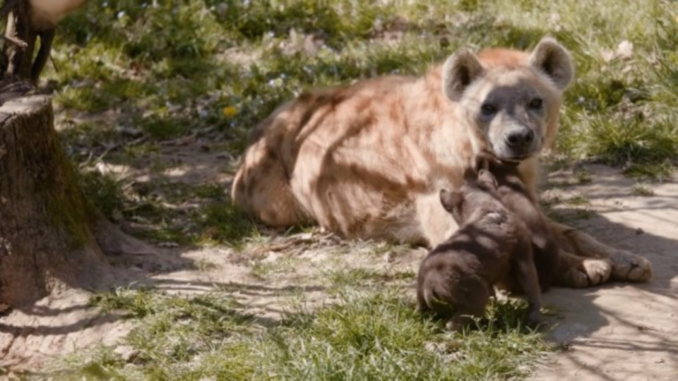 Pr&egrave;s de Lyon : le Safari de Peaugres annonce la naissance de deux b&eacute;b&eacute;s hy&egrave;nes