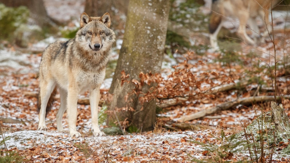"Chaque nuit qui passe est une attaque potentielle de plus" : face au loup, les &eacute;leveurs du Rh&ocirc;ne passent &agrave; l&rsquo;action