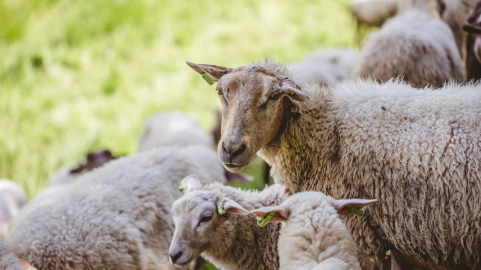 A&iuml;d-el-K&eacute;bir : transport et vente d&rsquo;animaux interdits dans l&rsquo;Ain jusqu&rsquo;au 8 juin