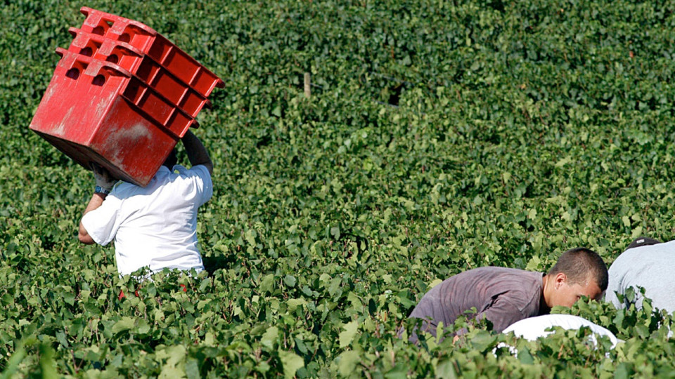 Beaujolais : les vendanges pourraient d&eacute;buter d&egrave;s le 13 ao&ucirc;t, une date exceptionnellement pr&eacute;coce