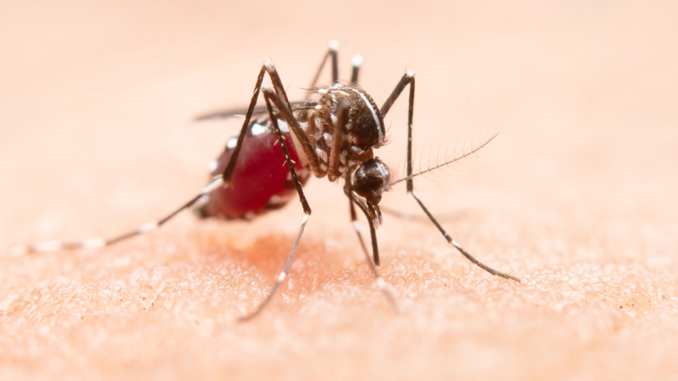 Pr&egrave;s de Lyon : un cas de dengue entra&icirc;ne une d&eacute;moustication nocturne &agrave; Saint-Priest