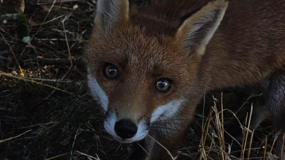 Tassin-la-Demi-Lune : le jeune renard introuvable, la mission pour l'abattre prend fin