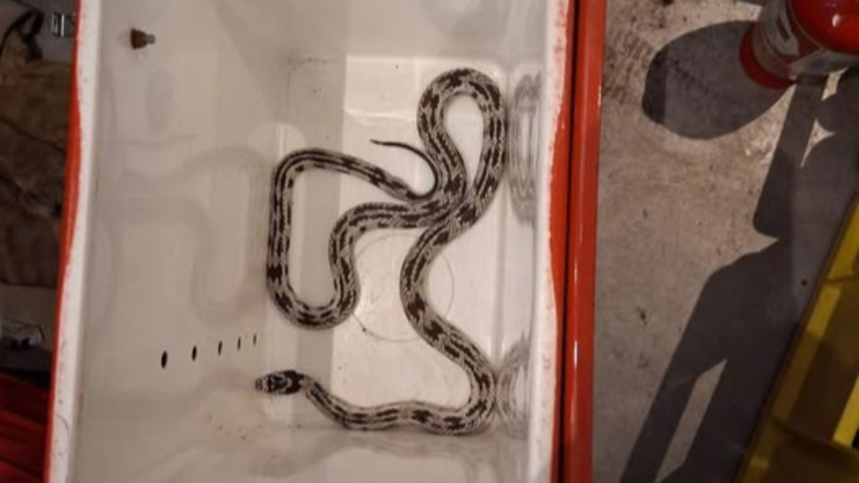 Un serpent en divagation retrouv&eacute; en plein centre-ville de Lyon !