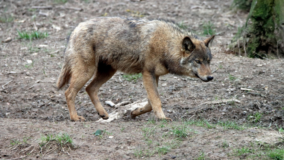 Le loup s&rsquo;installe pr&egrave;s de Lyon  : une premi&egrave;re meute confirm&eacute;e, les autorit&eacute;s renforcent les mesures